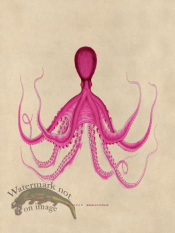 Octopus Pink 19
